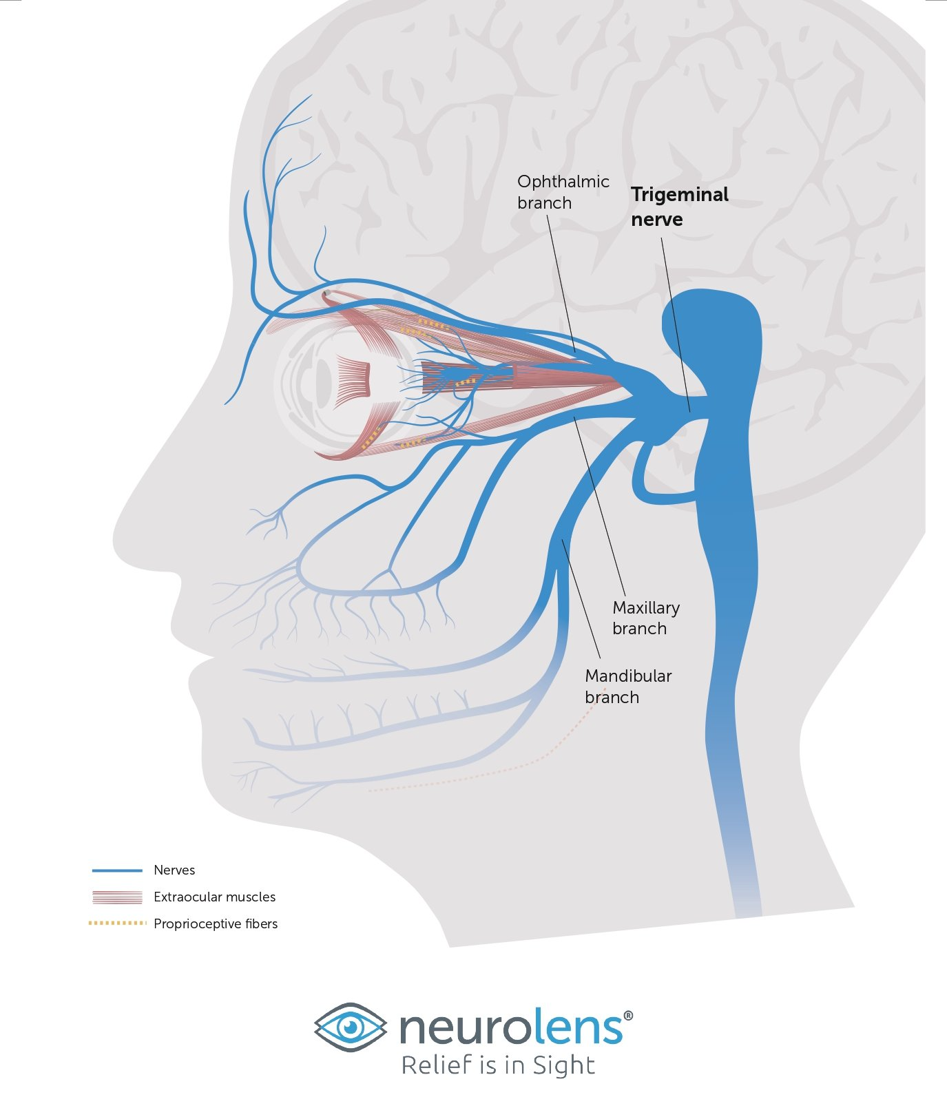 image of the trigeminal nerve system 